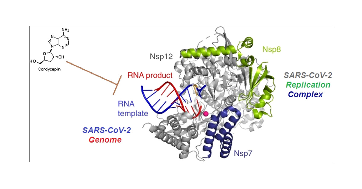 Cordycepin ( Đông Trùng Hạ Thảo ) thể hiện khả năng ức chế mạnh mẽ đối với enzyme polymerase SARSCoV-2 (RdRp)