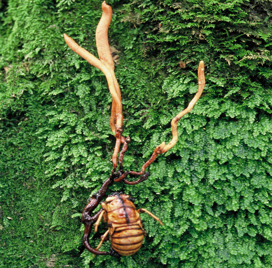 Cicada Ginzaru Đông Trùng Hạ Thảo sinensis